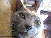 過去に皇族で離婚した人っていますか また 天皇皇后が離婚して 皇后 Yahoo 知恵袋