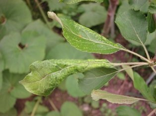 リンゴの葉が病気です 対応方法を教えてください 庭に植えてから Yahoo 知恵袋