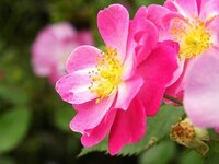 ピンク色の椿に似ている花の名前をおしえてください 薔薇の種類だと思うのですが Yahoo 知恵袋