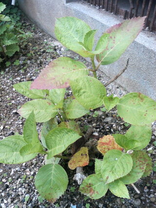 紫陽花の葉が写真のように茶色くなって元気がありません 病気なのでしょうか Yahoo 知恵袋