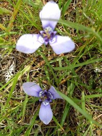 この紫色の花の名前を教えてもらえますか 芝生に混じって生えていた小さな花です Yahoo 知恵袋