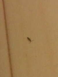 【画像有り】部屋の中に触角のある小さい虫が出ます… ここ２～３日のうちに数匹、床を歩いているのを発見しました。
ゴキブリだったらどうしようと思い色々調べましたが、どうも条件に当てはまらないような気がして…
皆様、知恵をお貸しください。

特徴としては

体長：３ミリくらい（触角除く）触角があり、体は縦に細い。
色：茶。頭とつなぐ部分（よーく見ると首根っこのあたりに白い横線が１本...
