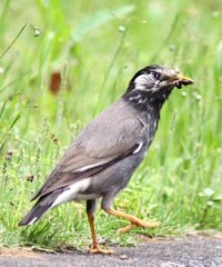 庭によく来る くちばしが黄色で黒と白が混じったすずめよりは断然大きい 鳥はな Yahoo 知恵袋