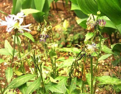 都忘れ の花が元気がありません 花が咲き始めたと思ったら 花 Yahoo 知恵袋