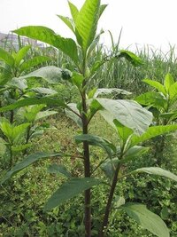 タバコの木思わせるほど葉っぱが大きい 茎も太くまっすぐに伸び赤茶色している 中 Yahoo 知恵袋