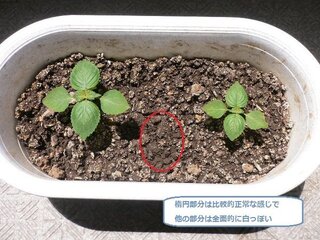 シソをプランターに植えかえた後 土の表面が白っぽくなりました カビでしょうか Yahoo 知恵袋