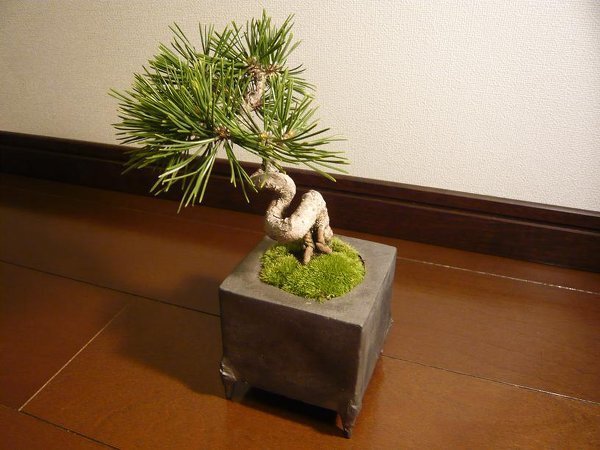 盆栽（黒松）（かなり古木）（インテリア用）