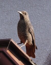 カエルのような鳴き声の鳥の 名前を教えてください You Yahoo 知恵袋