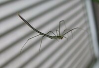 鋭く長い胴体の蜘蛛の種類を教えてください 雨戸の脇に糸を張って歩いていま Yahoo 知恵袋