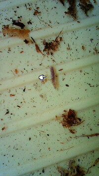 この虫は何でしょうか今日ベランダのパンジーに小さい芋虫のような虫がいましたこの Yahoo 知恵袋
