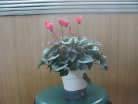 シクラメンの花について一回咲き終わり葉だけになったのですが 最近花が Yahoo 知恵袋