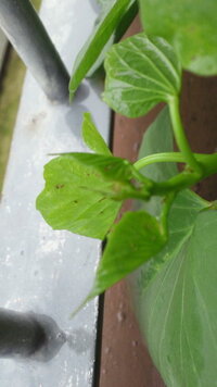 さつまいもの葉っぱに虫が発生 助けてください 植物栽培 Yahoo 知恵袋