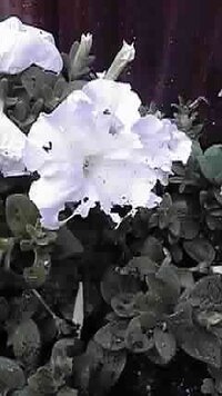 ペチュニアなのですが お花が部分的に色あせし虫食いのように穴があきます 虫はい Yahoo 知恵袋