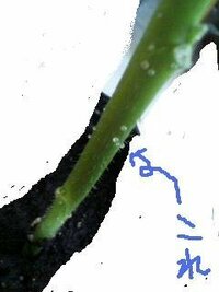 オクラの苗の茎についたこれは 何の卵ですか透明で丸い水滴のような オク Yahoo 知恵袋