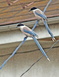 オナガは雛から育てればインコやオウムのように言葉を覚えさせて喋らせることが出来 Yahoo 知恵袋