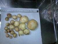 今 じゃがいもを切ったら 中にうっすらと赤いようなピンクのようなところがあ Yahoo 知恵袋