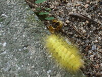 庭にいたこの黄色の毛虫は何ですか 庭にいました 家の裏はすぐに Yahoo 知恵袋