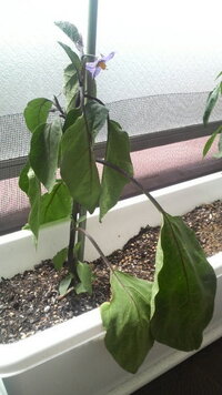 ナスが元気ありません 昨日 ナスの苗を買ってきてプランターに植えたのですが Yahoo 知恵袋