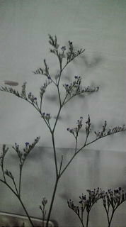 この花の名前を教えてくださいm M かすみ草みたいな紫 Yahoo 知恵袋
