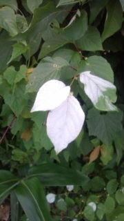 葉っぱが白くなる木の名前が分からなくて色々探しているのですが全く見当が Yahoo 知恵袋