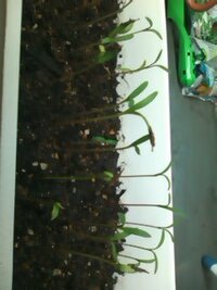 早咲きコスモスの種を植えました 種を蒔いて１日か２日で芽が出て 今は５日目で Yahoo 知恵袋