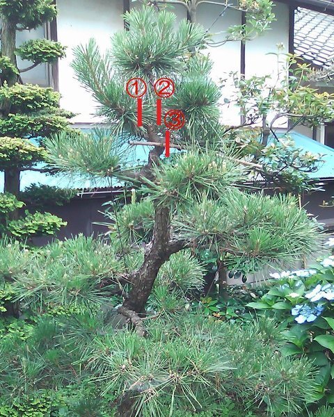 松切り枝 金鹿工具製作所 特撰美松 さつき鋏 190mm 高品質日本製 ツツジ
