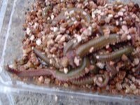 青イソメは真水で飼えますか もし飼えるなら真水の飼い方を飼えな Yahoo 知恵袋