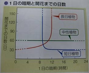 長日植物と短日植物について この図は生物の資料集のものですが 長日植物と短日植 Yahoo 知恵袋