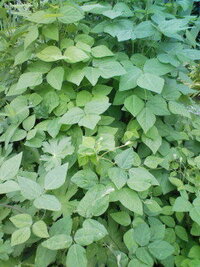 この雑草は何でしょうか 細いツルで巻きつき ものすごい勢いで増殖しま Yahoo 知恵袋