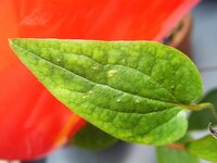 至急教えて下さい クレマチスです ウイルス モザイク 病という Yahoo 知恵袋