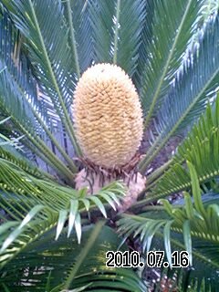 今年も庭のソテツから大量？の脇芽が出てきました。いつもはカットし