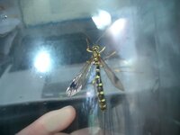 この虫は何という名前ですか 特徴 黄色と黒のシマシマ触角が長い胴体よりも Yahoo 知恵袋