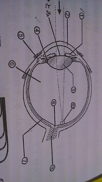 生物ｉの目の構造の問題について教えて下さい 問 次の図は右目か Yahoo 知恵袋