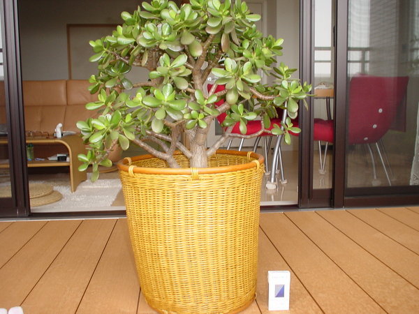 大きくなりすぎた花月（金のなる木）買いとってくれる所はない？ - 10
