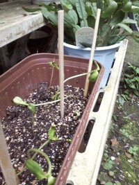 そろそろ終わるヒマワリ 水やりはいつまで必要でしょうか ヒマワリの花がし Yahoo 知恵袋