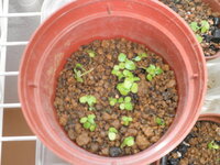 ガジュマルを種から育てたことのある方に質問です ケータイのメールから投稿し Yahoo 知恵袋