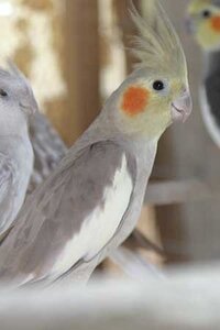 オカメインコの名前 何か良い名前 ピーンと来る名前が思いつきませんので皆さん Yahoo 知恵袋