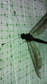 初めて見ました トンボのような羽根と尾 蝶のような胴と触覚をしている Yahoo 知恵袋