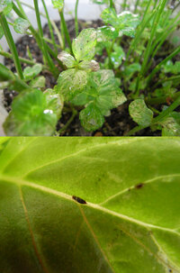 ハーブの病気と害虫について ベランダで鉢に植えているオーデコロンミントに虫がつ Yahoo 知恵袋