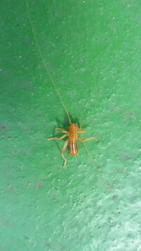 オレンジ色で長い触角の虫をみつけましたが・・・ 見たこともありませんん＾＾；
なんて昆虫でしょうか。

体長は1.5ｃｍくらいで、触角はからだの５～７倍？くらいの長さがありました
調べたのですがなかなか出てこないので、わかるかた教えてください＾＾