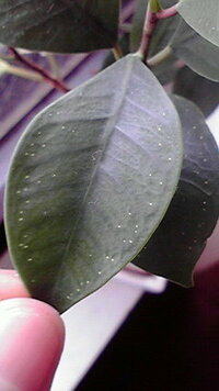 ガジュマルの白い斑点…原因はなんでしょうか？ 若い葉、大きな葉問わず、写真のような白い斑点（針の先ほどの小さなもの、裏には変化なし、虫等はいない様子）が出来ています。
特に元気が無いということもなく、上へ上へ伸びていっているのですが、なんだか不気味で（虫駄目なんです…）。
一辺7cmくらいの四角い小さな鉢で育てています。
おそらく出来てしまったものが治ることはないとは思いますが、何か原...