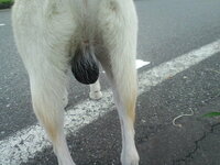 飼い犬の睾丸が 異常な気がして ウチの犬 中型の雑種４歳 の睾丸 黒 Yahoo 知恵袋