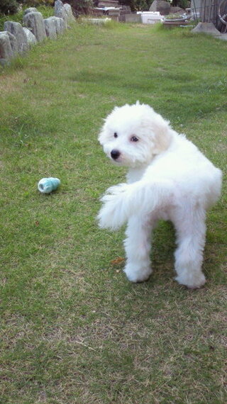 ビションフリーゼ 子犬 のカットについて 1週間前 ビションフリ Yahoo 知恵袋