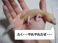 ヒョウモントカゲモドキの仮死状態 死んだふりについて質問です 我 Yahoo 知恵袋