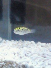 熱帯魚が冷たい水 15 程度 で生きられないのはなぜですか 関連すると思 Yahoo 知恵袋