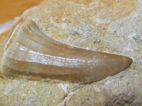 モササウルスの歯の化石 - 先日、モササウルスの歯の化石をネットで購入しました - Yahoo!知恵袋