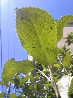 ヒメリンゴの葉に付く害虫の種類と対処方法が分かりません 葉の葉緑素が抜けて白く Yahoo 知恵袋