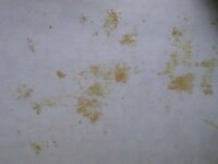 壁紙の汚れクローゼットの掃除をしていたところ 壁紙に茶色い汚れが付いていたのに Yahoo 知恵袋