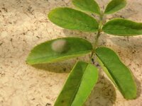 竹の葉に付いていたのですがこれは虫の卵か何かでしょうか 詳細わかる方情報願い Yahoo 知恵袋