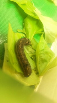 芋虫について バジルの葉っぱについてたのですがこの芋虫は何の幼虫ですか わかる Yahoo 知恵袋